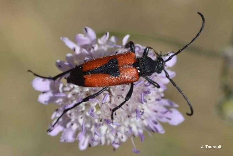 <i>Stictoleptura cordigera</i> (Fuessly, 1775) © J. Touroult