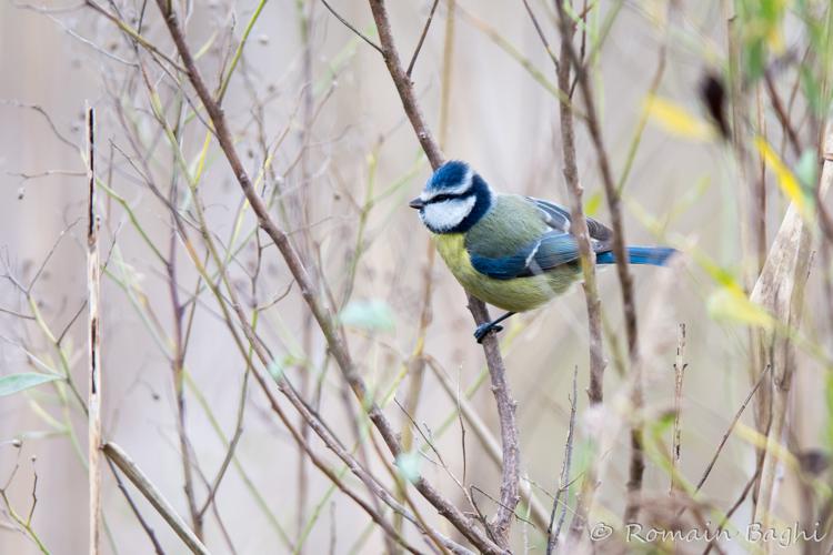 Mésange bleue © Romain Baghi