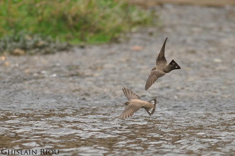 Hirondelle de rochers © Ghislain Riou