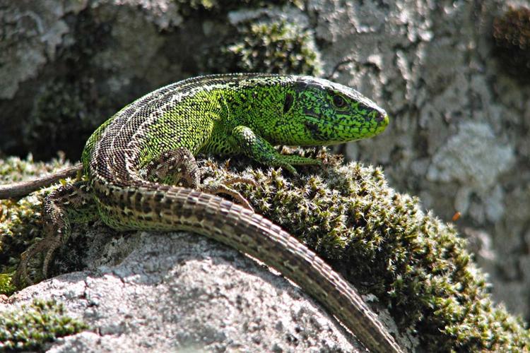 Lacerta agilis agilis, mâle (Thérondels, Aveyron) © Claudine Delmas