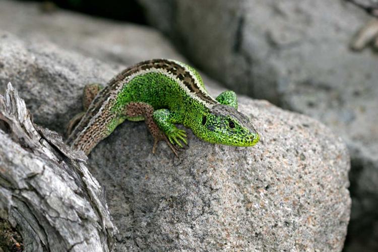 Lacerta agilis agilis, mâle (Thérondels, Aveyron) © Claudine Delmas