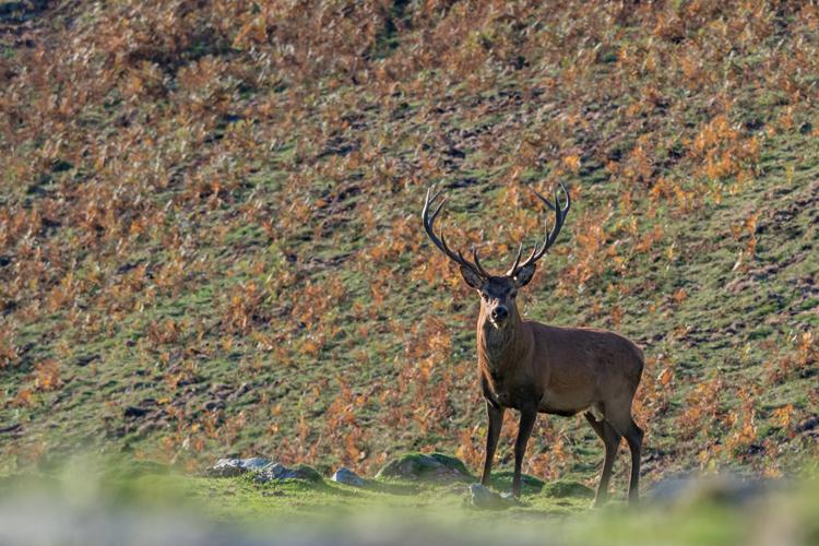 Cerf élaphe - Cervus elaphus - Haute-Garonne (Pyrénées) © Claudine Delmas