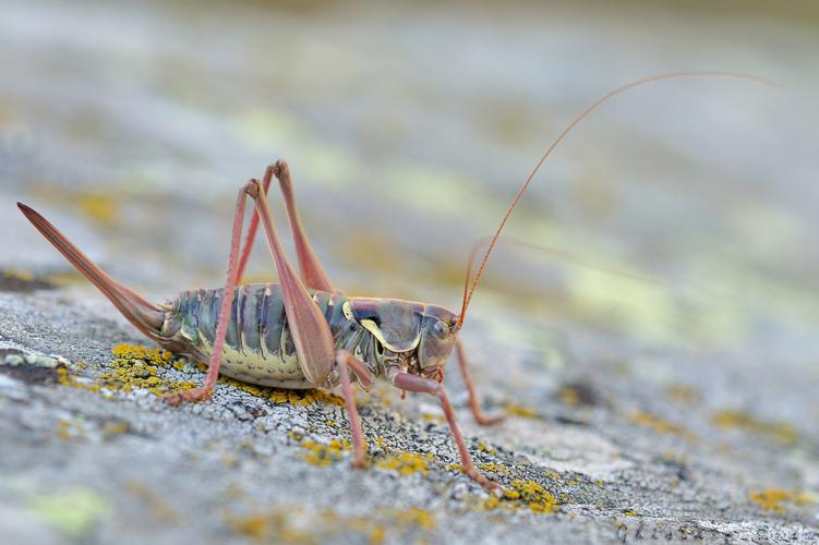 Antaxius hispanicus, femelle, Cauterets 65 © Ghislain Riou