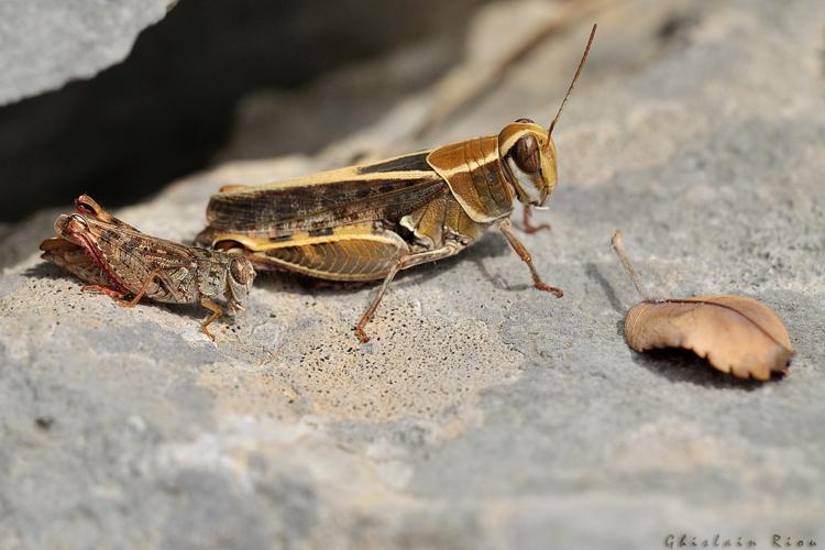 Calliptamus barbarus, couple, Creissels 12 © Ghislain Riou