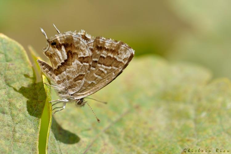 Cacyreus marshalii, 2 sept. 2018, Sainte-foy-d'Aigrefeuille 31 © Ghislain Riou