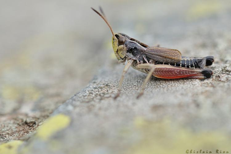 Gomphoceridius brevipennis mâle, Seix 09 © Ghislain Riou