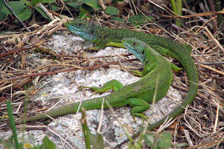 Lacerta bilineata, couple en héliothermie (Ariège) © Claudine Delmas