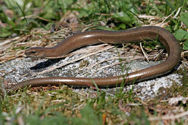 Anguis fragilis, femelle à robe peu contrastée (Ariège) © Claudine Delmas