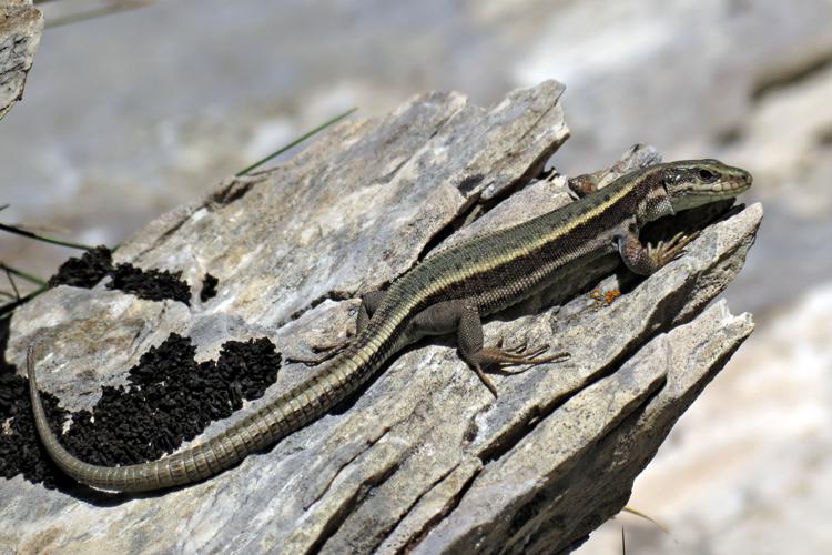 Iberolacerta aranica, femelle (Bethmale, Ariège) © Claudine Delmas