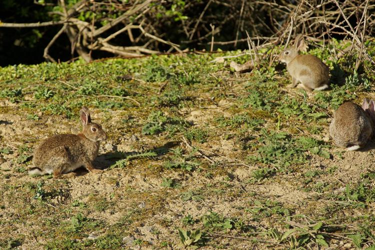 Lapin de garenne - Oryctolagus cuniculus © Laurent Barthe