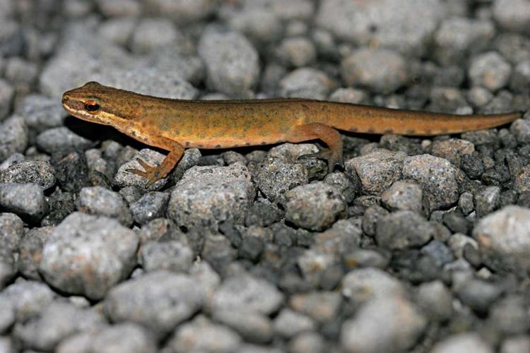 Lissotriton helveticus, mâle en phase terrestre (Ariège) © Claudine Delmas