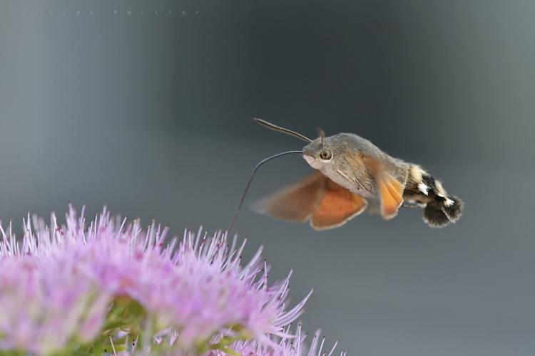 Moro-Sphinx - Macroglossum stellatarum - Bagnères-de-Bigorre © Gilles Pottier