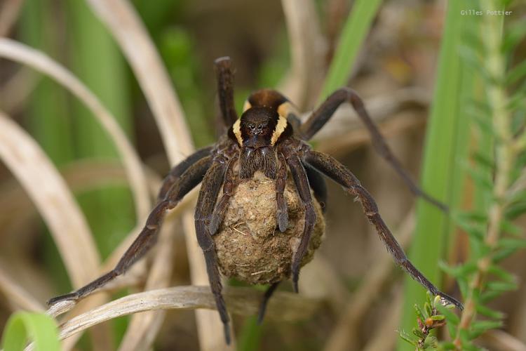 Femelle adulte de Dolomède des marais et son cocon d'œufs - Dolomedes fimbriatus - (Escala, plateau de Lannemezan) © Gilles Pottier