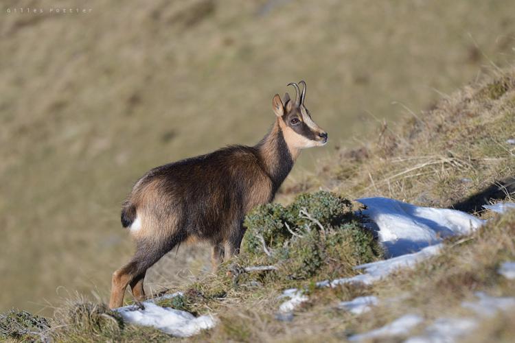 Isard - Rupicapra pyrenaica - Campan © Gilles Pottier