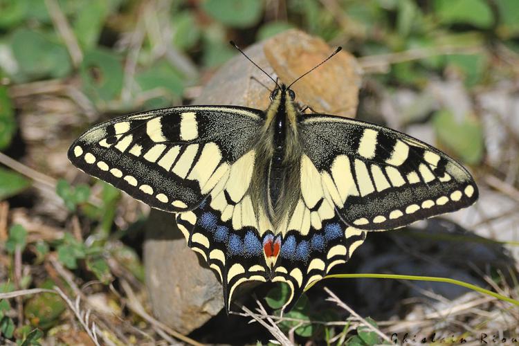 Machaon © Ghislain Riou