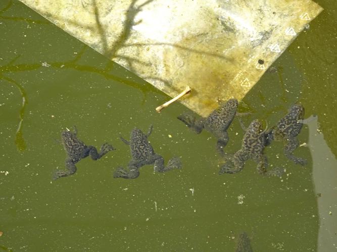 Xénope lisse - Xenopus laevis - Toulouse (31) © Lucile Puech