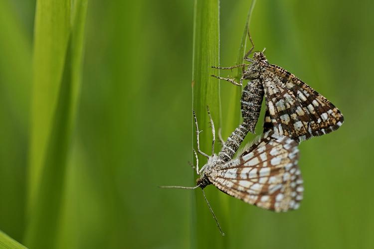 Chiasmia clathrata - Le réseau - Ordan-Larroque (Gers) © Laurent Barthe