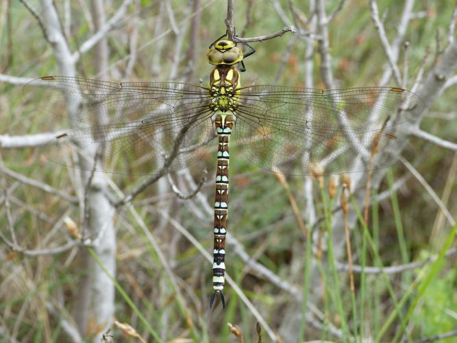 Aeschne bleue - Aeshna cyanea © Pierre Grisvard