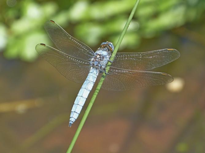 Orthétrum brun - Orthetrum brunneum © Pierre Grisvard