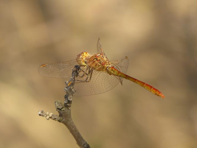 Sympétrum méridional - Sympetrum meridionale © Pierre Grisvard