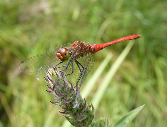 Sympétrum rouge sang - Sympetrum sanguineum © Pierre Grisvard