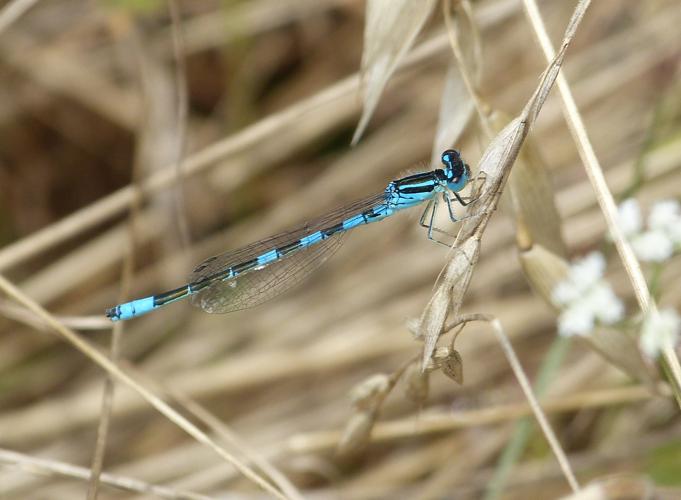 Agrion mignon - Coenagrion scitulum © Pierre Grisvard
