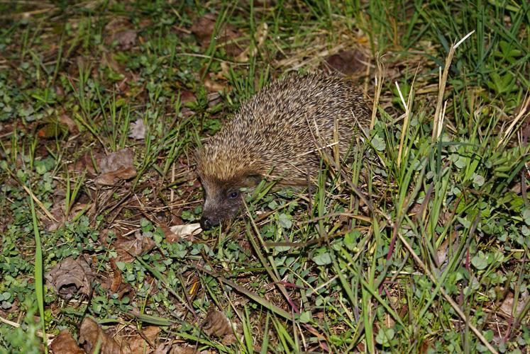 Hérisson d'Europe - Erinaceus europaeus - Roquelaure (Gers) © Laurent Barthe