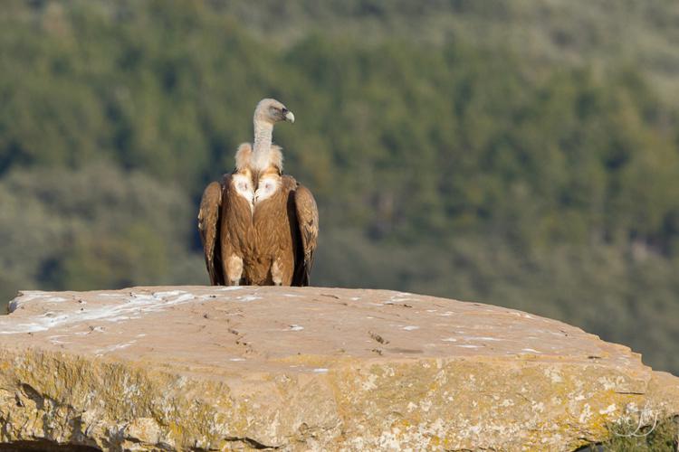 Vautour fauve - Gyps fulvus © Jessica Joachim