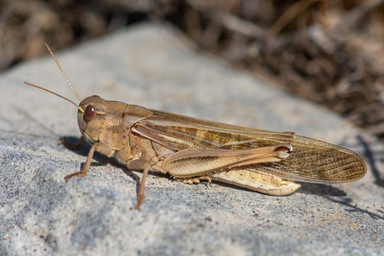 Locusta cinerascens © Romain Baghi