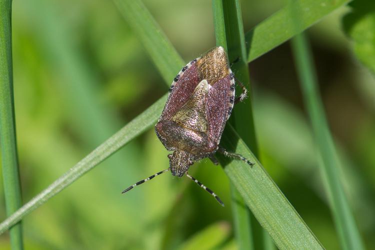 Dolycoris baccarum © Romain Baghi
