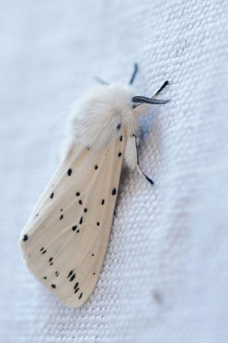 Spilosoma lubricipeda, Ste-Foy-d'Agrefeuille 31 © Ghislain Riou