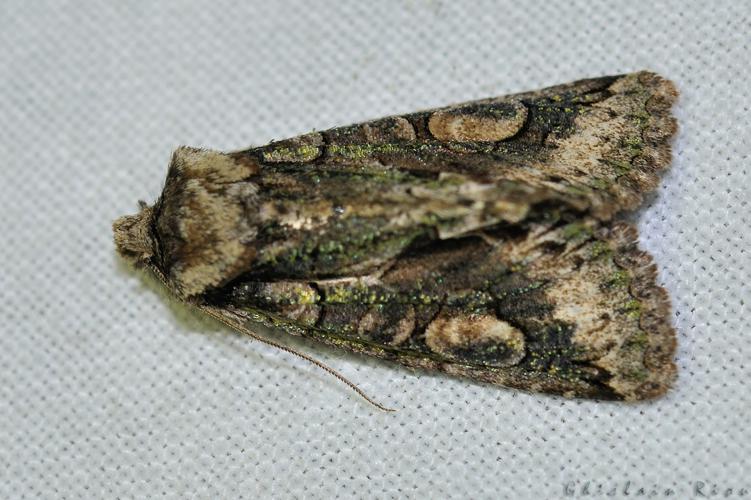 Allophyes oxyacanthae, Ste-Foy-d'Aigrefeuille 31 © Ghislain Riou