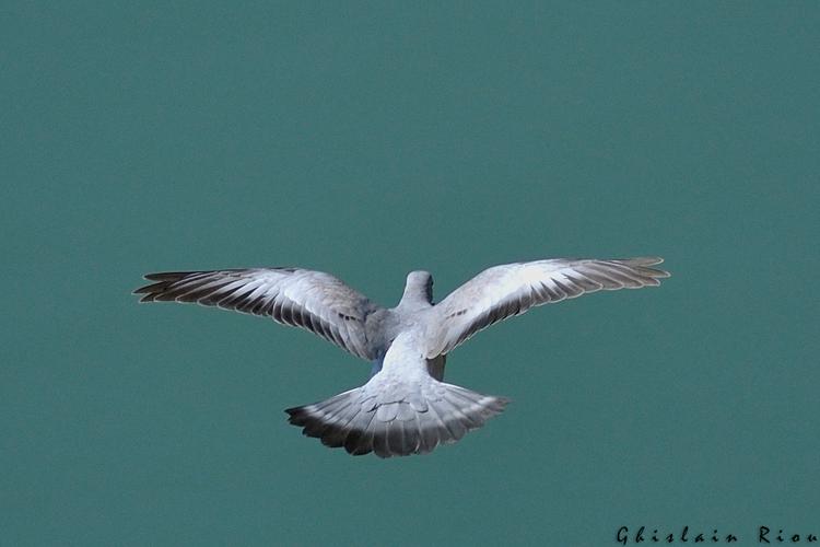 Pigeon colombin, Toulouse 31 © Ghislain Riou