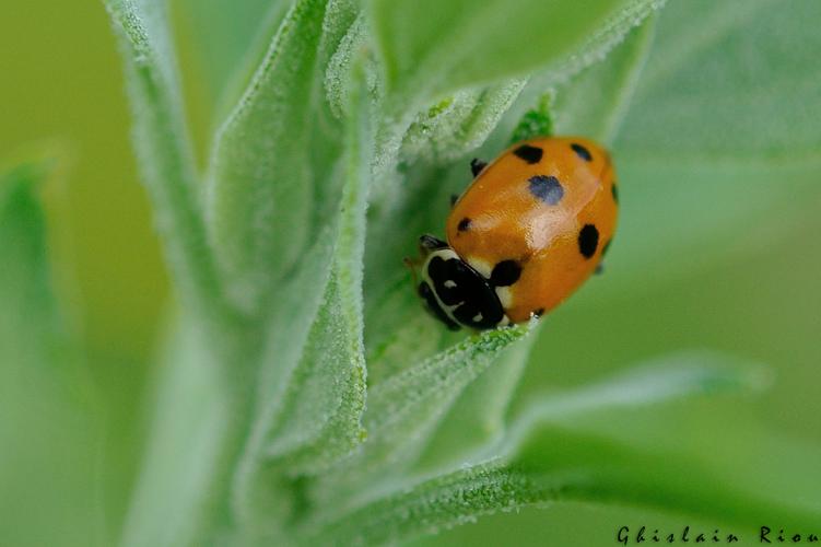 hippodamia variegata, 63 © Ghislain Riou