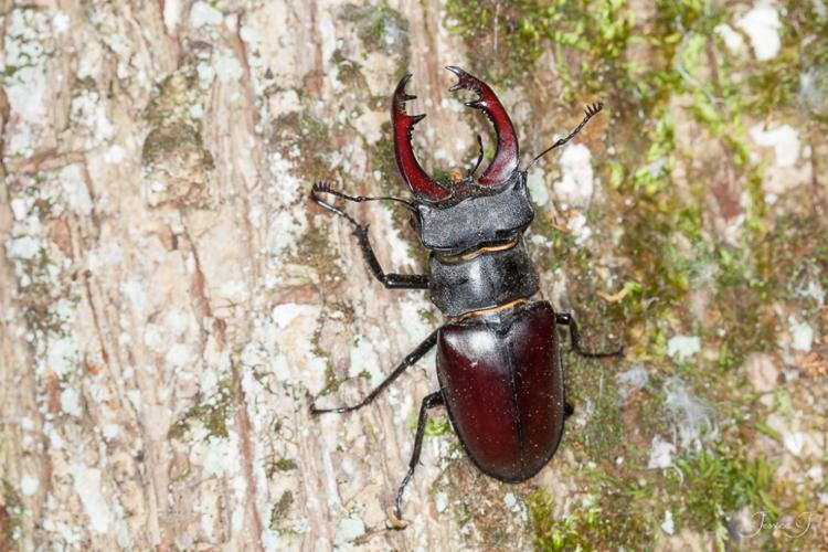 Lucane cerf-volant (Lucanus cervus) © Jessica Joachim