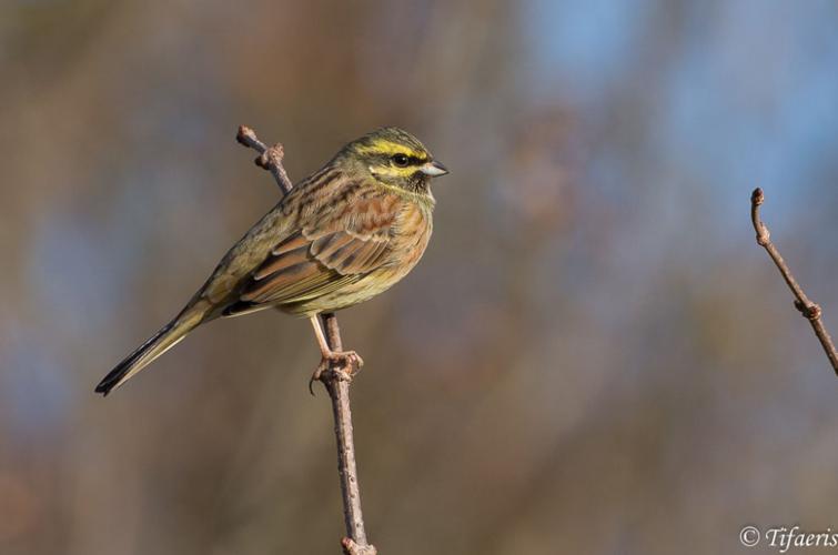 Bruant zizi (Emberiza cirlus) © Jessica Joachim