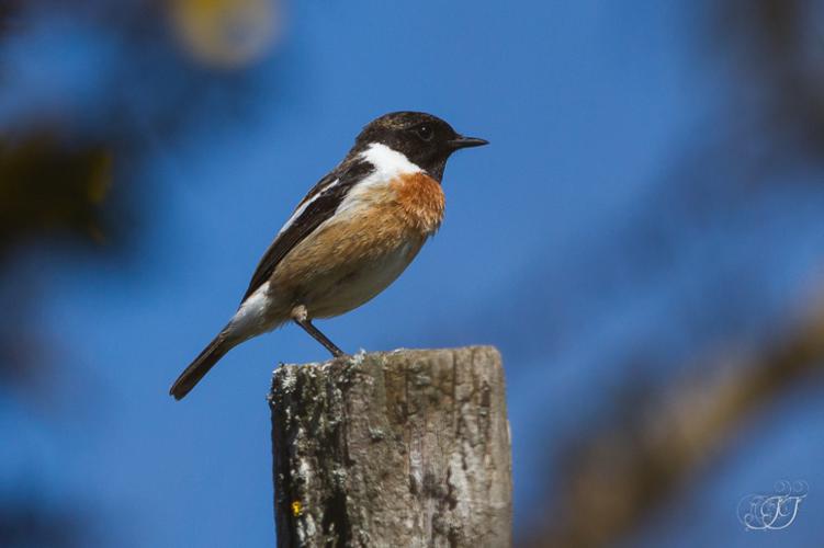 Tarier pâtre (Saxicola rubicola) © Jessica Joachim