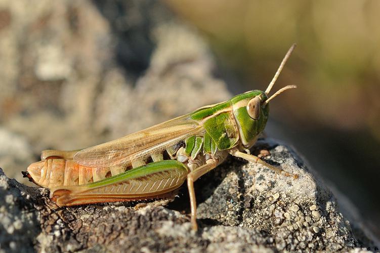 Stenobothrus stigmaticus femelle, Saint-Génies-de-Varensal 34 © Ghislain Riou