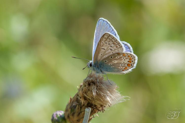 Azuré commun (Polyommatus icarus) mâle © Jessica Joachim