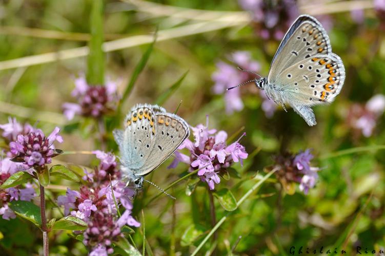 Plebejus idas, Aston 09 © Ghislain Riou