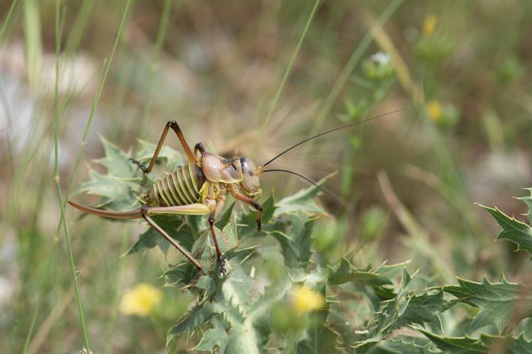 Ephippiger diurnus cunii © Romain Baghi