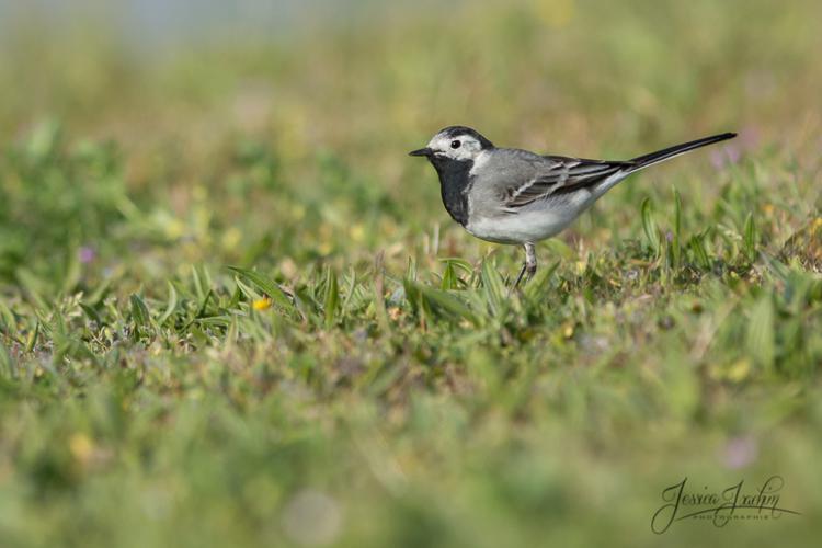 Bergeronnette grise - Motacilla alba © Jessica Joachim