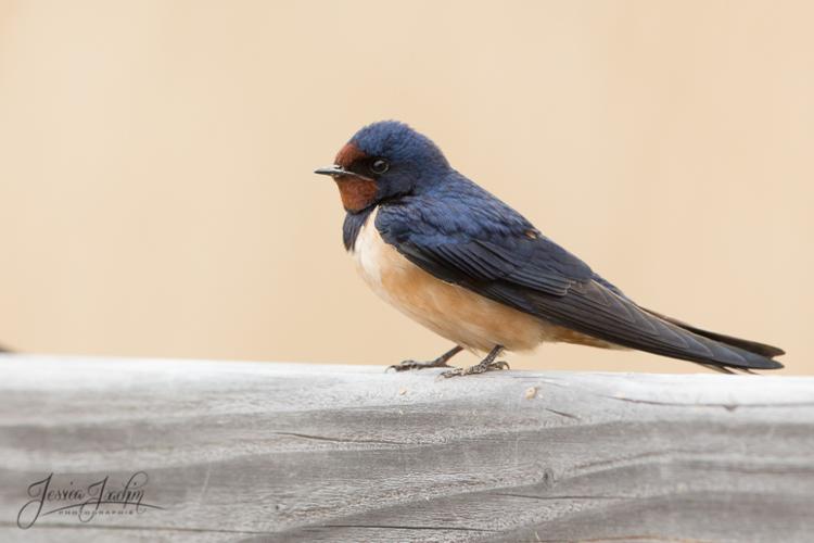 Hirondelle rustique - Hirundo rustic (Narbonne - Gard) © Jessica Joachim