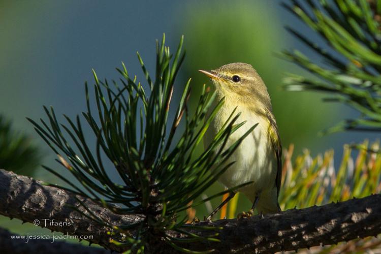 Pouillot fitis - Phylloscopus trochilus (Plateau de Beille - Ariège) © Jessica Joachim