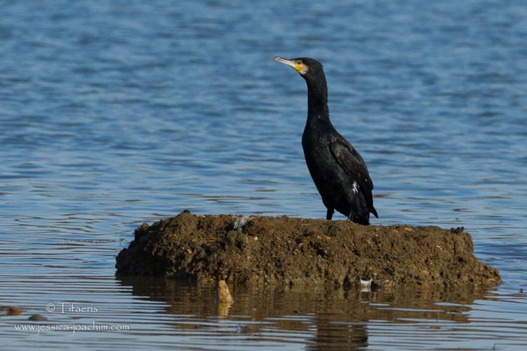 Grand Cormoran - Phalacrocorax carbo (Mazères - Ariège) © Jessica Joachim