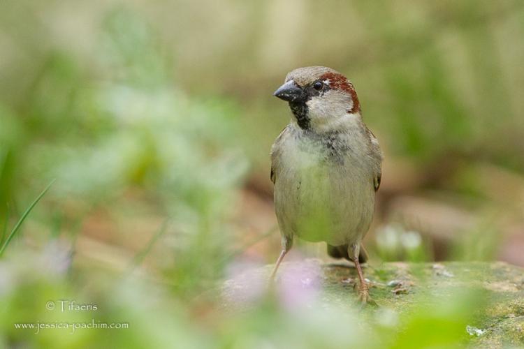 Moineau domestique - Passer domesticus (Mazères - Ariège) © Jessica Joachim