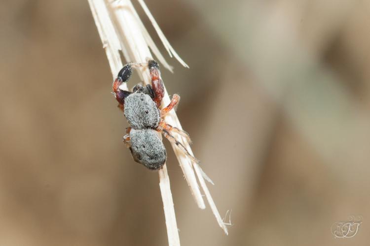 Ballus rufipes © Jessica Joachim