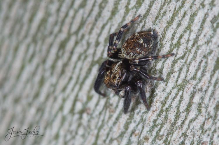 Pseudeuophrys erratica © Jessica Joachim