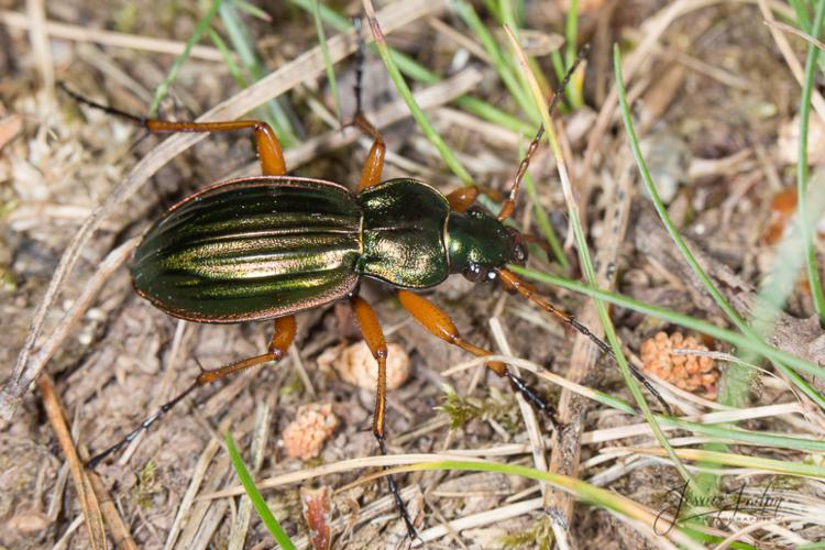 Carabe doré - Carabus auratu (Le Travet - Tarn) © Jessica Joachim