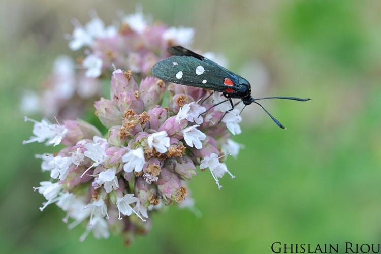 Zygaena ephialtes, forme ephialtoides, Joncels 34 © Ghislain Riou